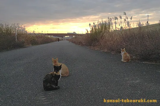 淀川河川敷の野良猫 - 関西食べ歩き紀行
