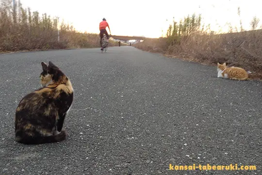 淀川河川敷の野良猫 - 関西食べ歩き紀行