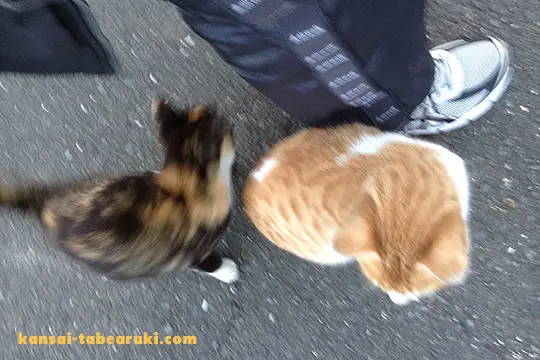 淀川河川敷の野良猫 - 関西食べ歩き紀行