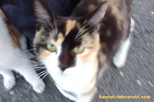 淀川河川敷の野良猫 - 関西食べ歩き紀行