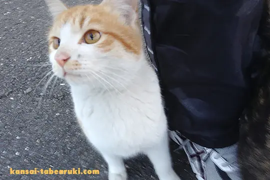 淀川河川敷の野良猫 - 関西食べ歩き紀行